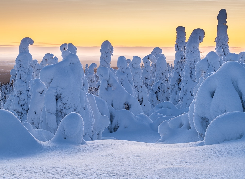 Frozen trees (tykky) on fell-top at sunset ​​​​​​​Kuusamo, Finland
