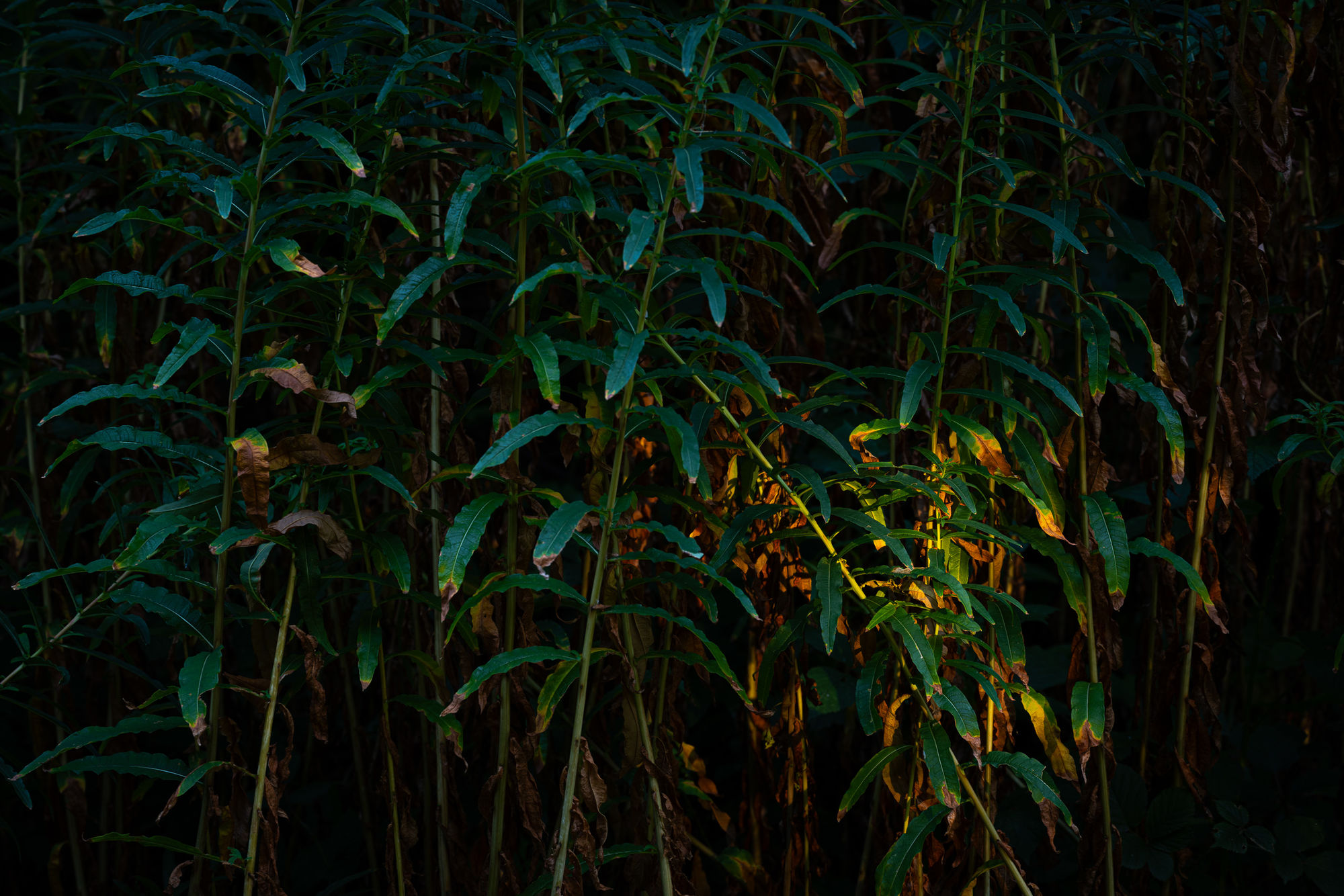 Morning sunlight on rosebay willowherb