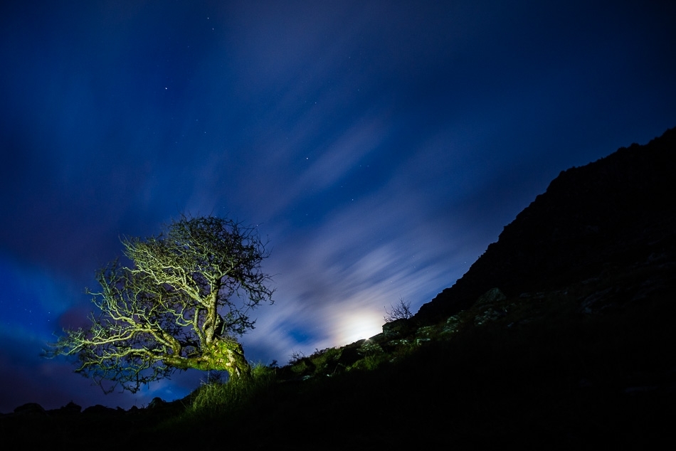 Hawthorn and rising moon Dingle Peninsula