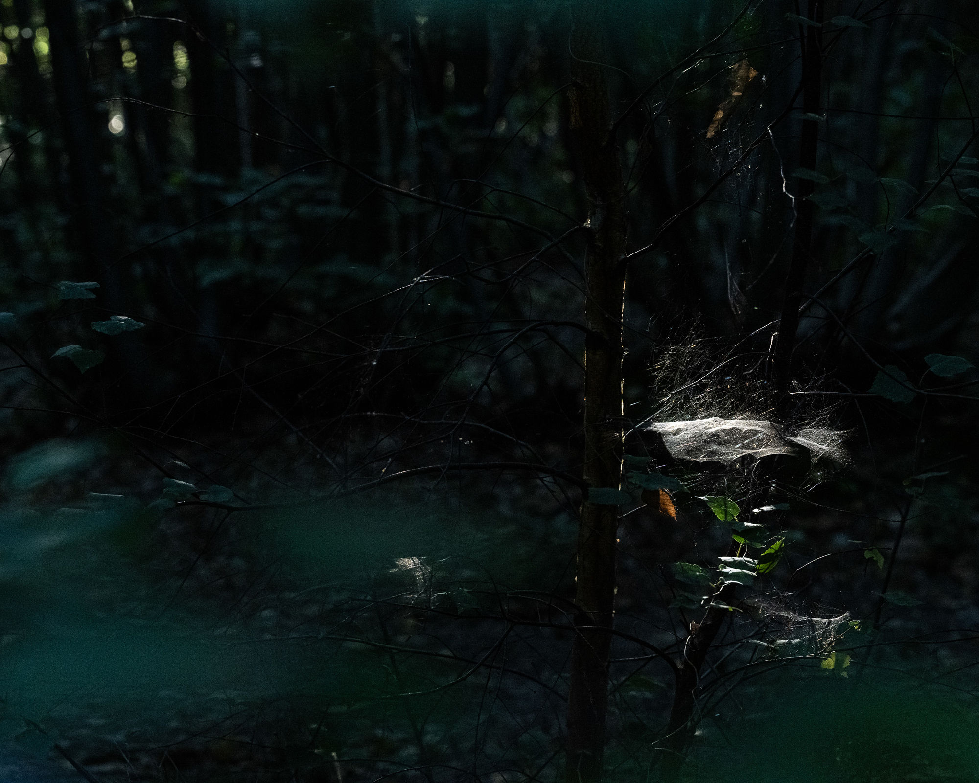 Spider's web in a woodland backlit by the morning sun.