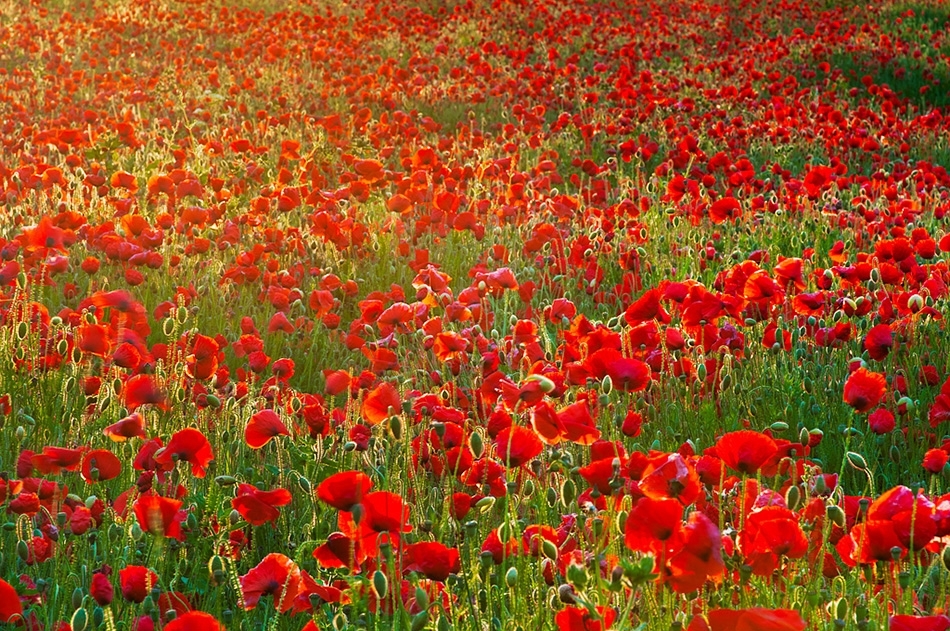 Poppies