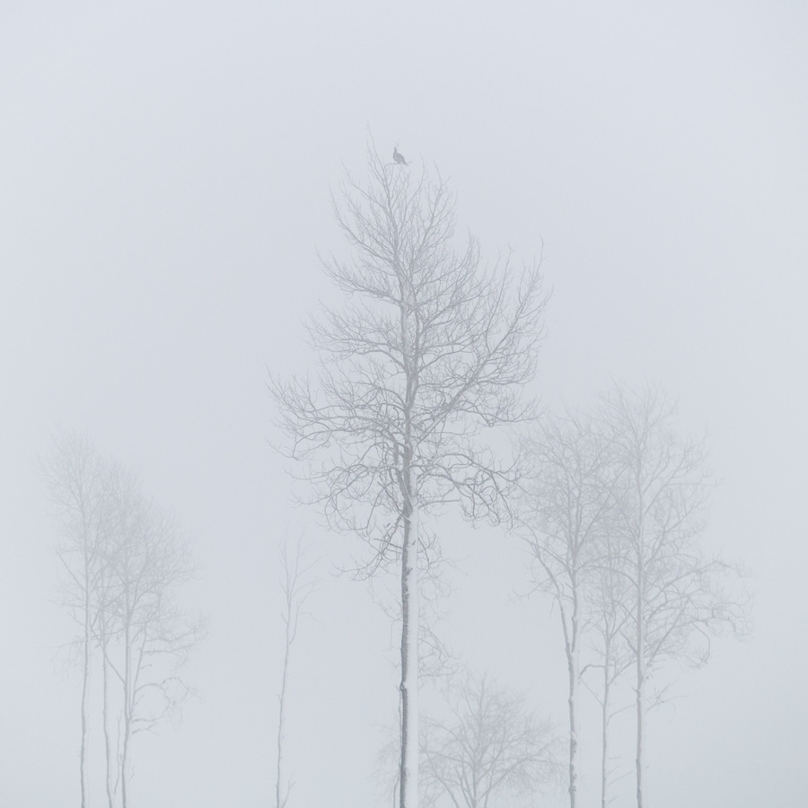 Black grouse in morning mist