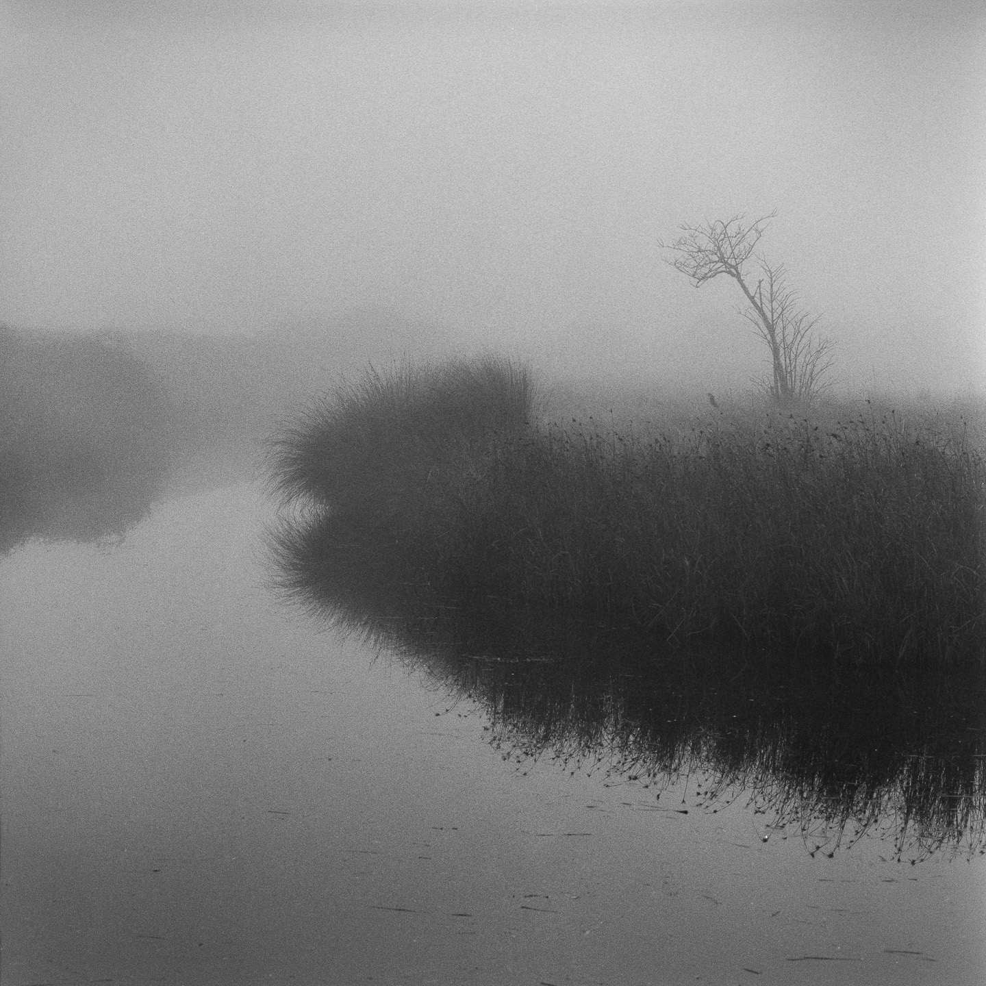 Bedlams mist