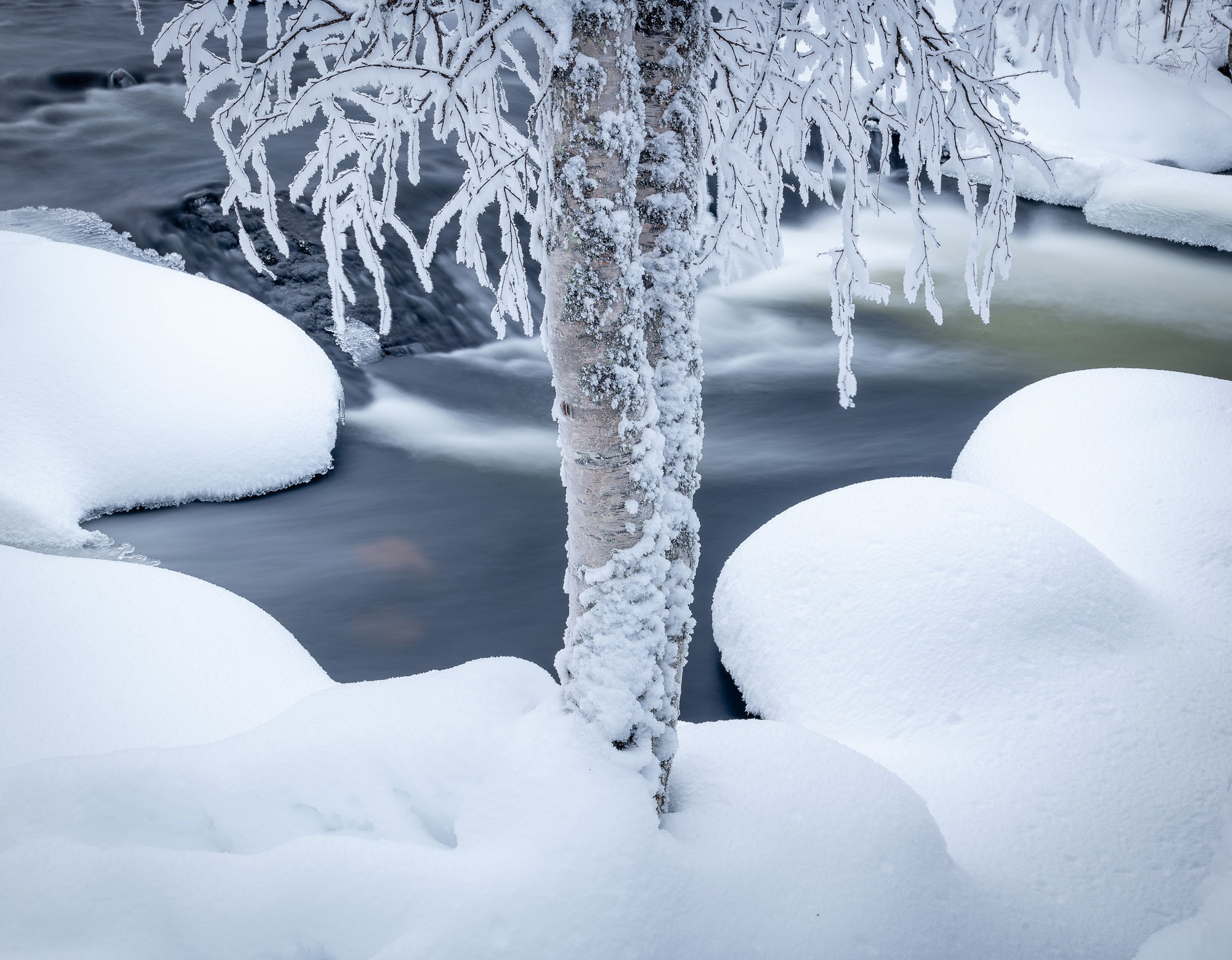winter snow birch bridge