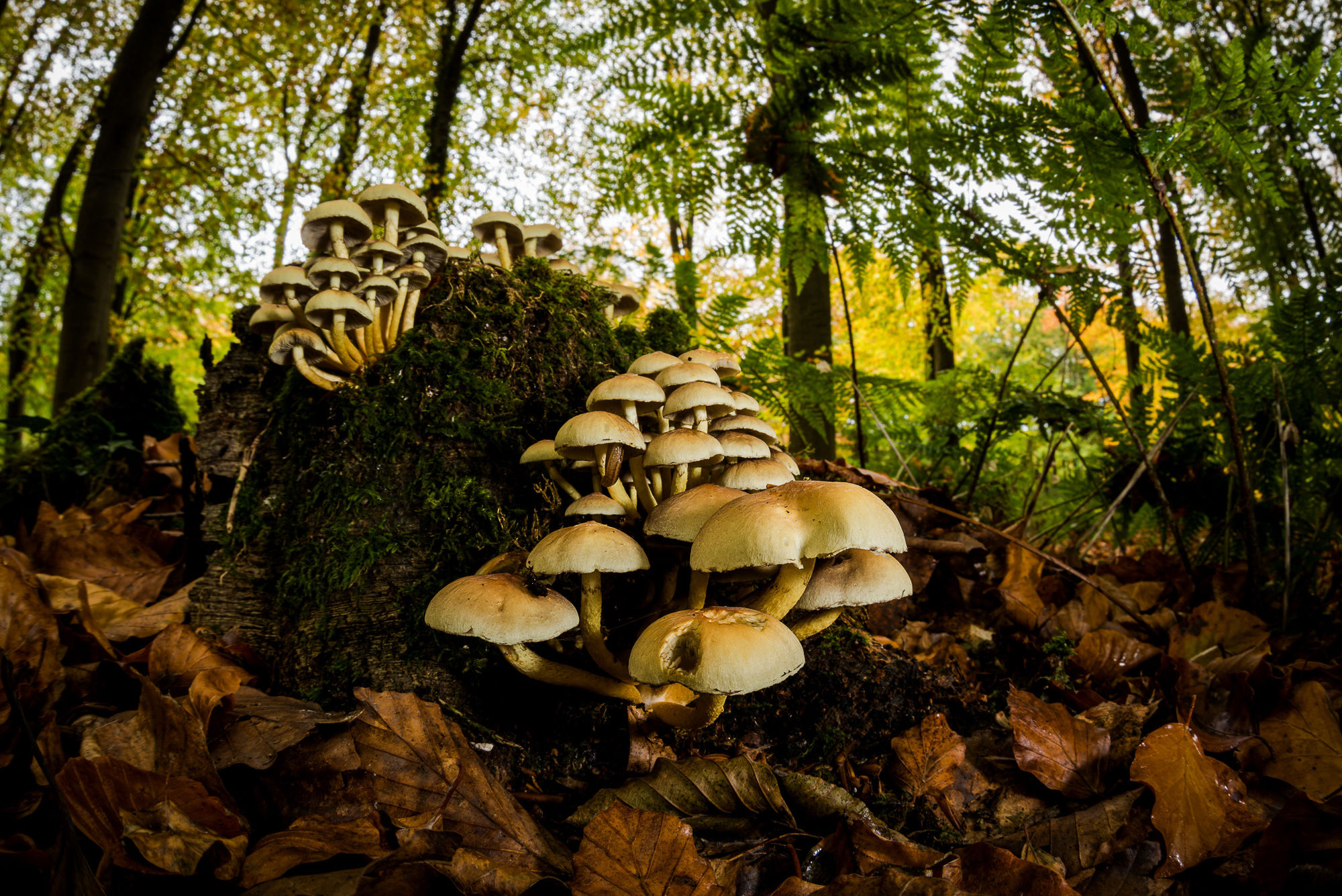 Sulphur tuft with flash