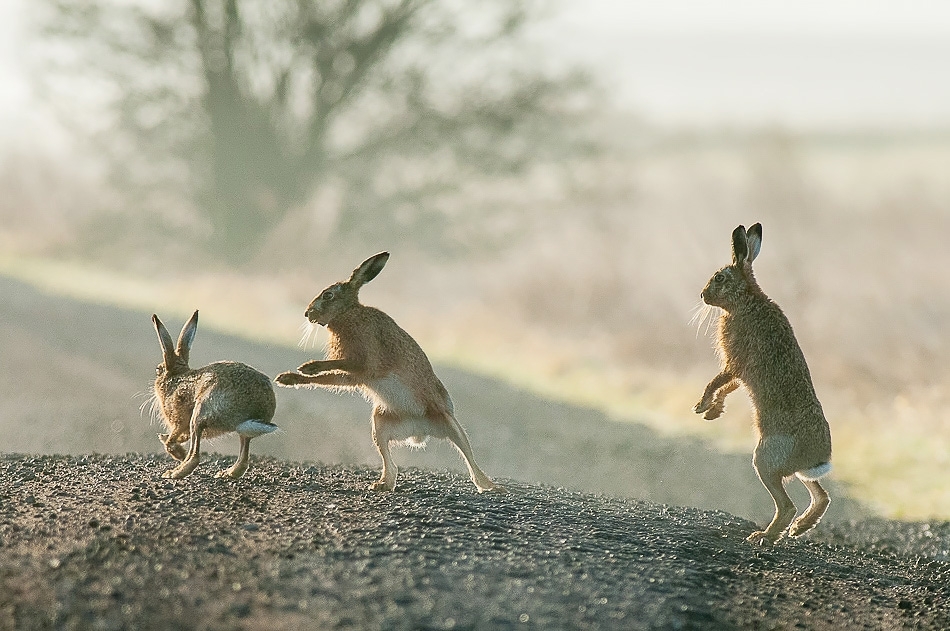 Hares chasing