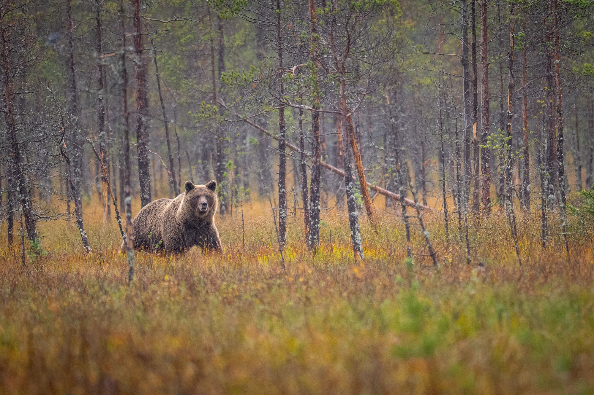 distant bear