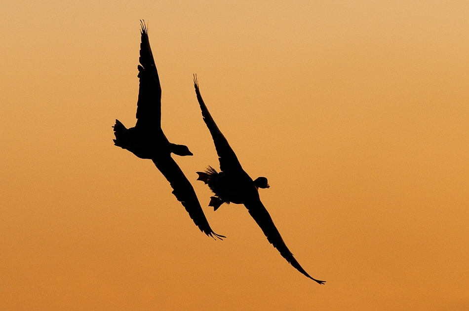 Greylag geese in territorial dispute