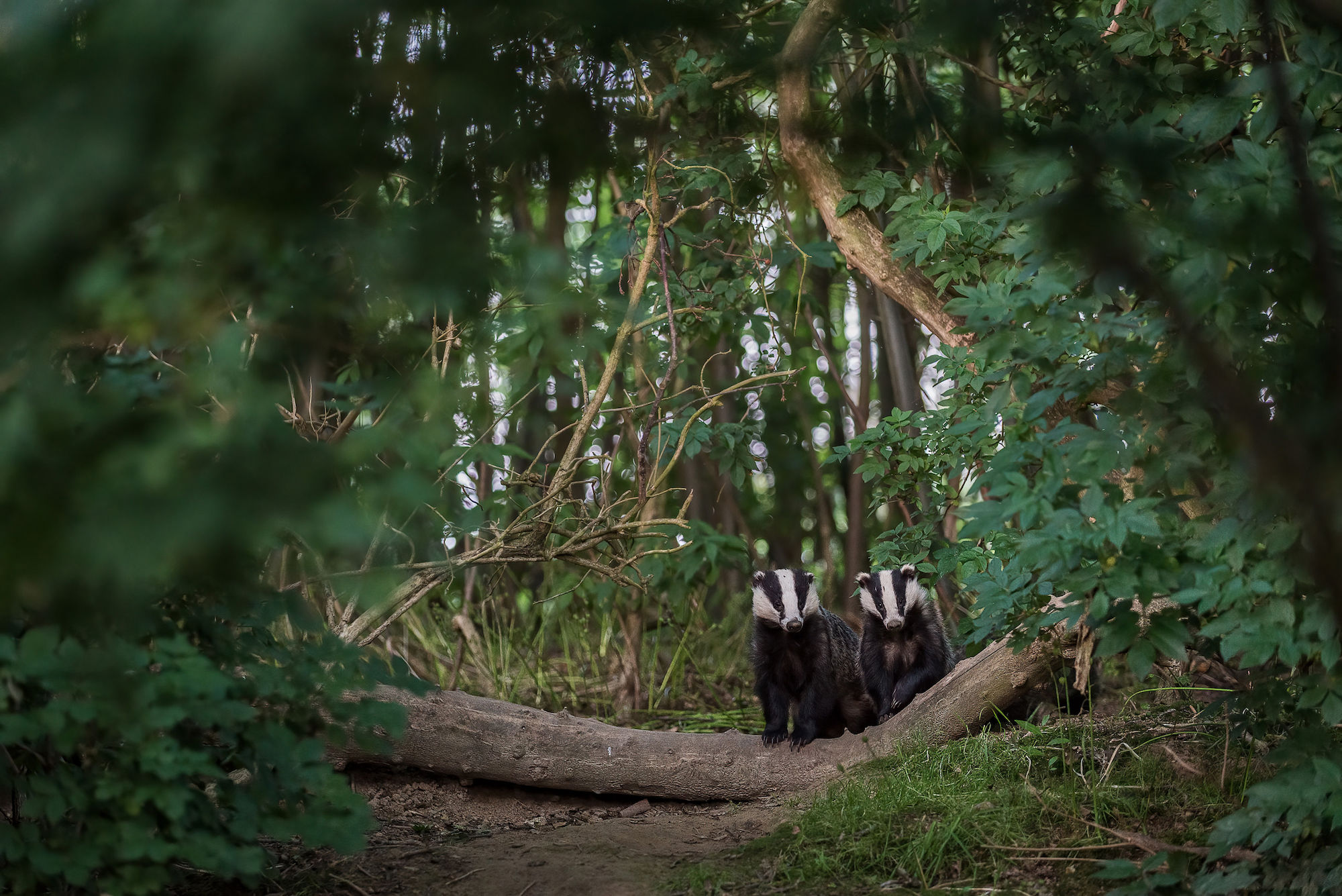 Badger cubs