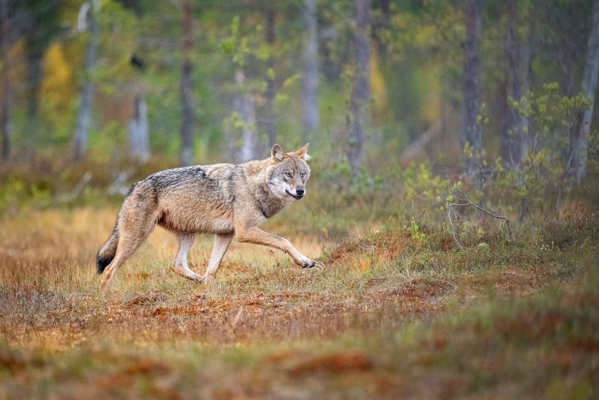 wolf trotting