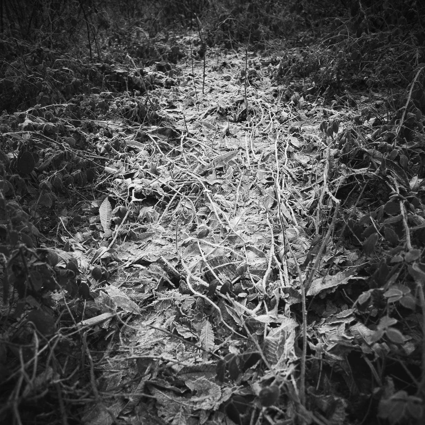 Frosty path