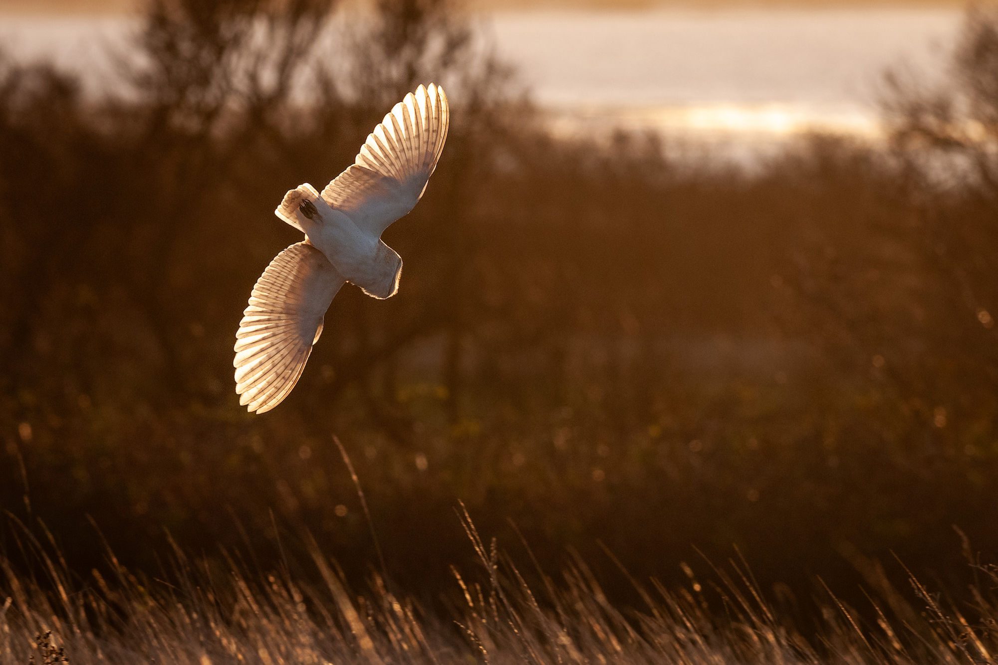 Barn owl swooping