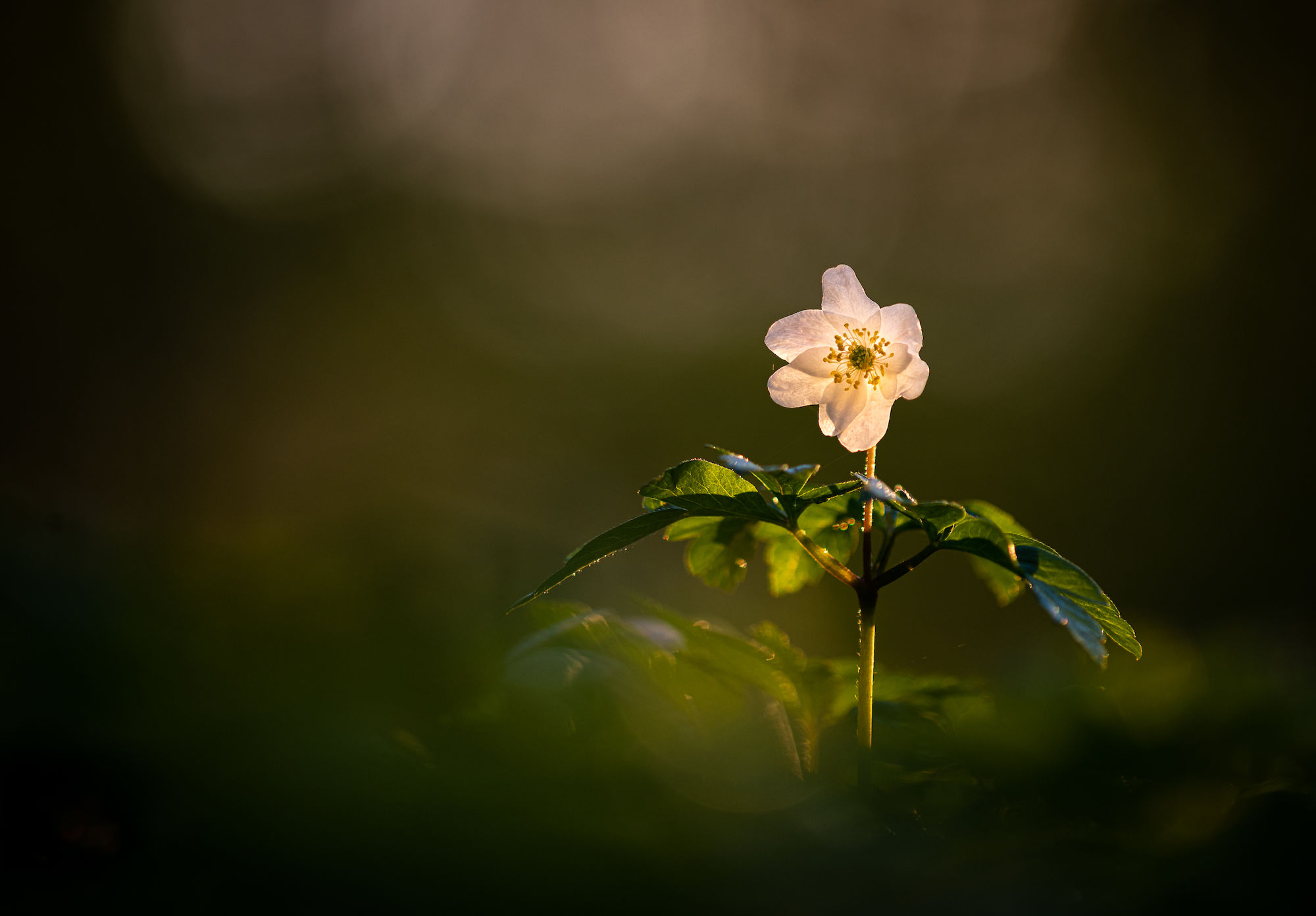 Wood anemone