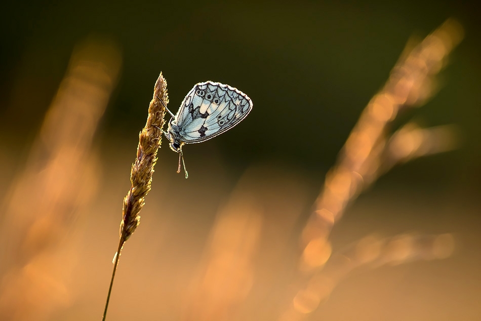 Marbled white butterfly at dusk