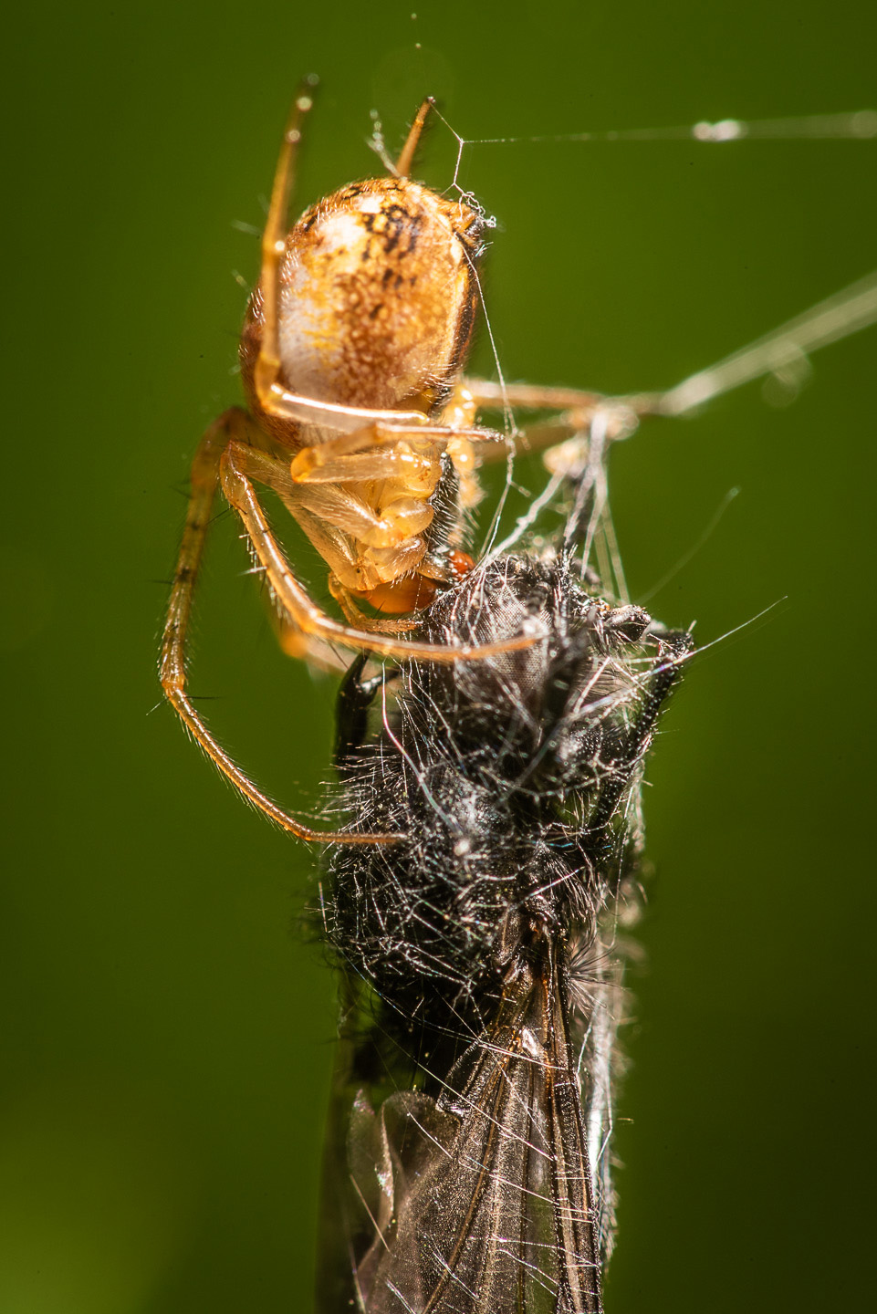 Spider with prey