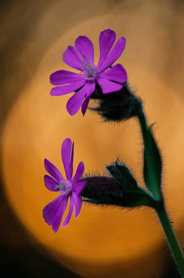 Red campion at sunset