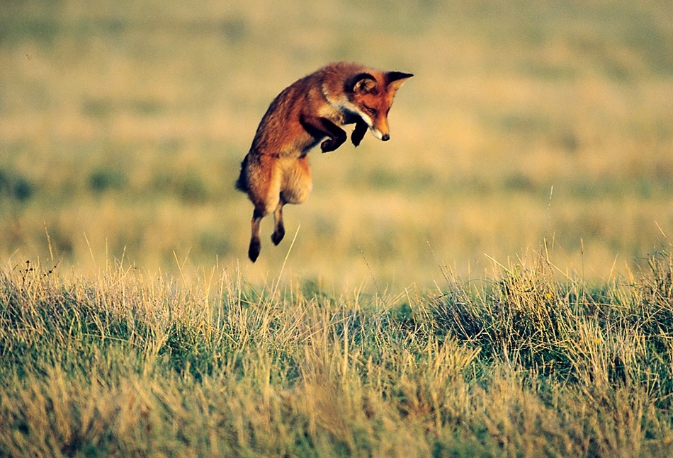 Fox pouncing on prey