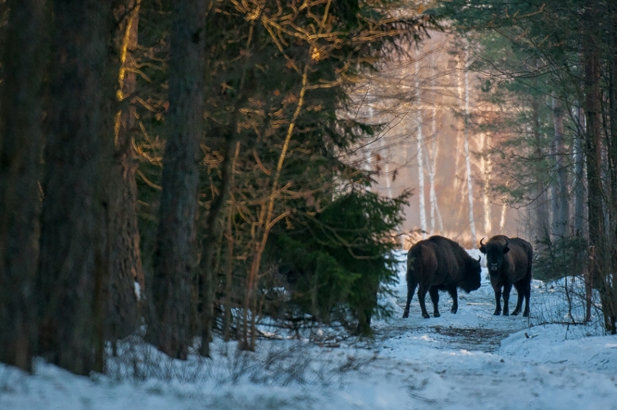 Bison in forest clearing ​​​​​​​​​​​​​​Bialowieza, Poland