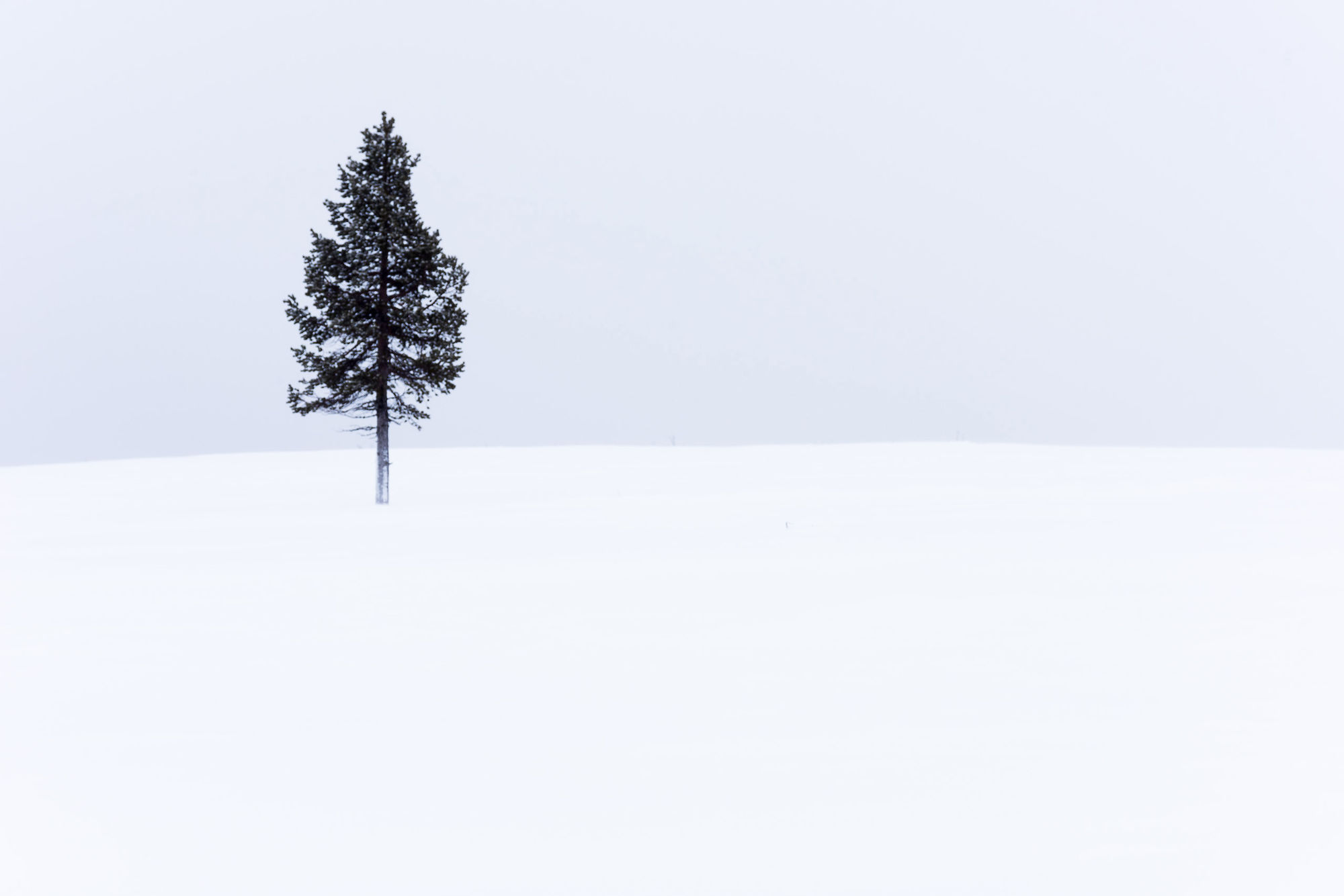 Lone tree Lemmenjoki