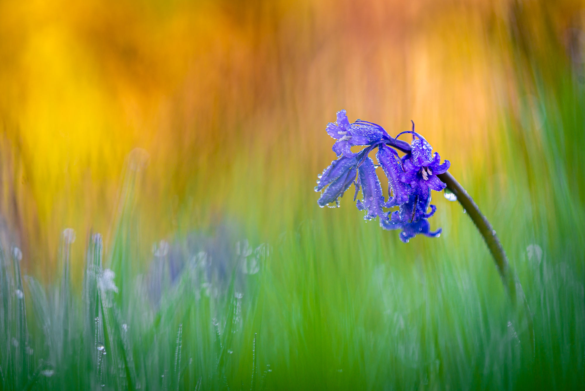Bluebell Hothfield