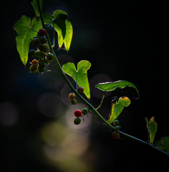 Berries and leaves of black bryony backlit in morning sunlight.