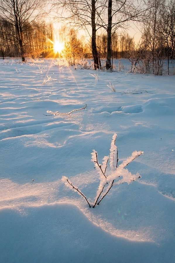 Sunrise ​​​​​​​Bialowieza, Poland