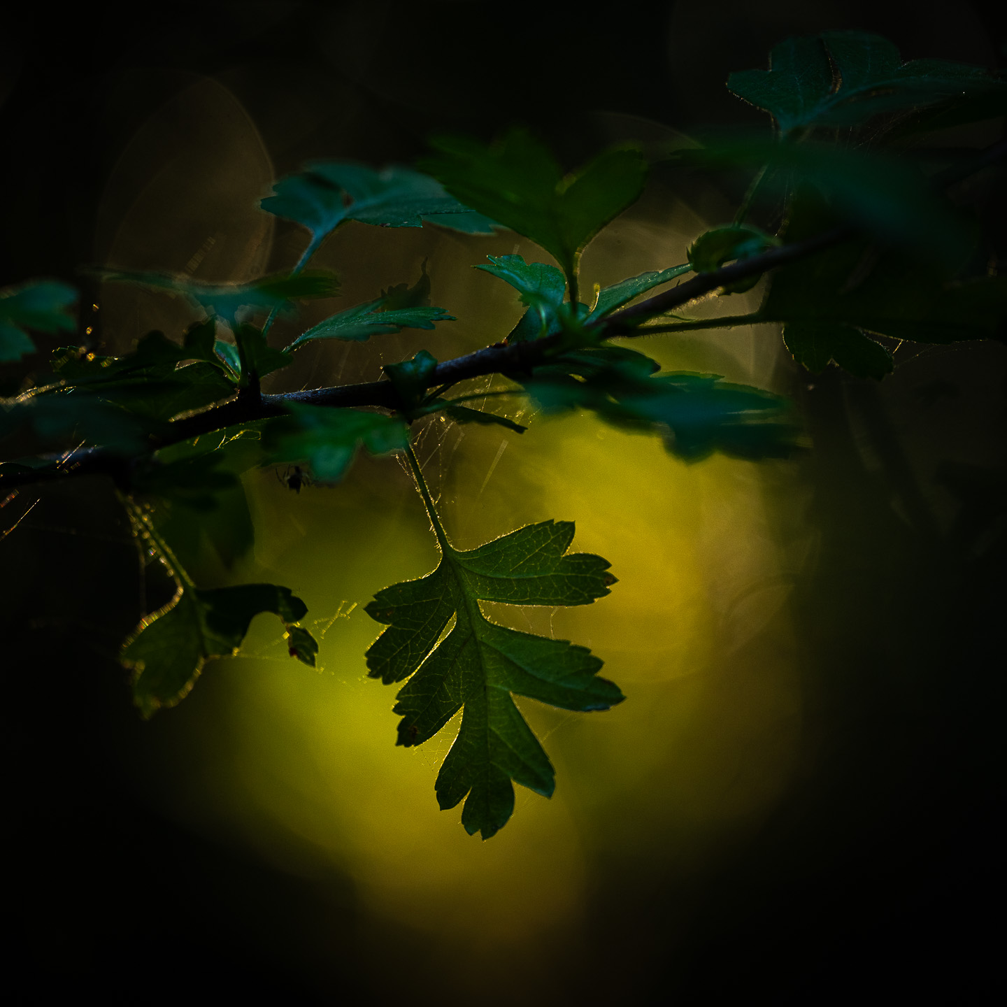 Hawthorn leaf in early morning sunlight