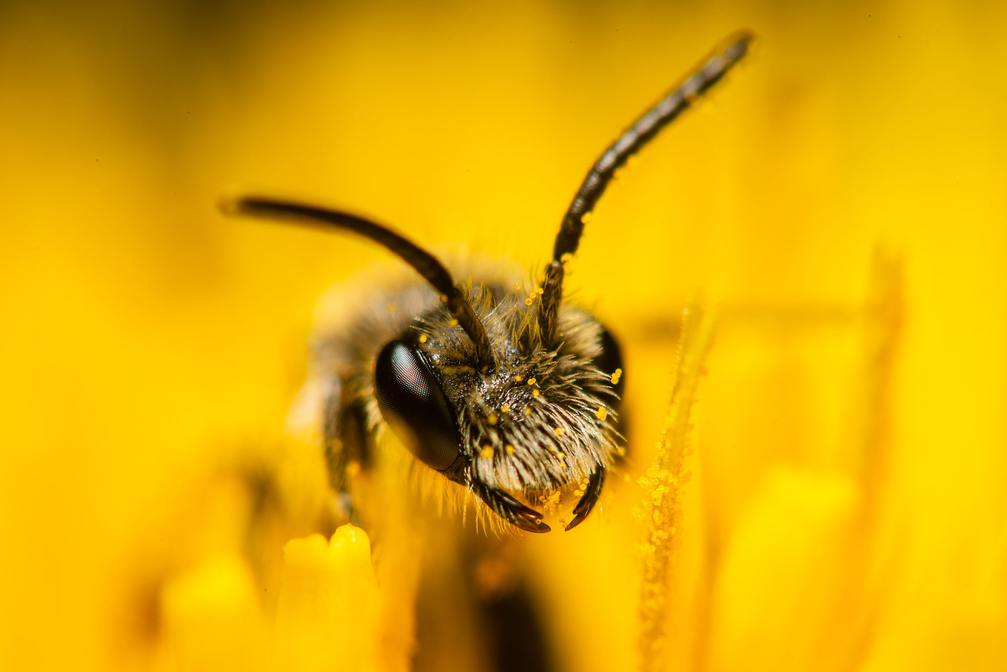 Bee on dandelion