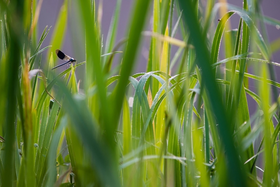 Banded demoiselle damselfly #2