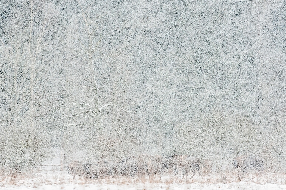 European bison, Bialowieza, Poland.