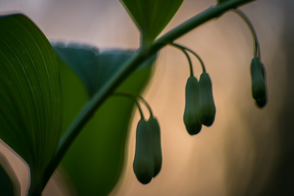 Solomon's seal at dusk