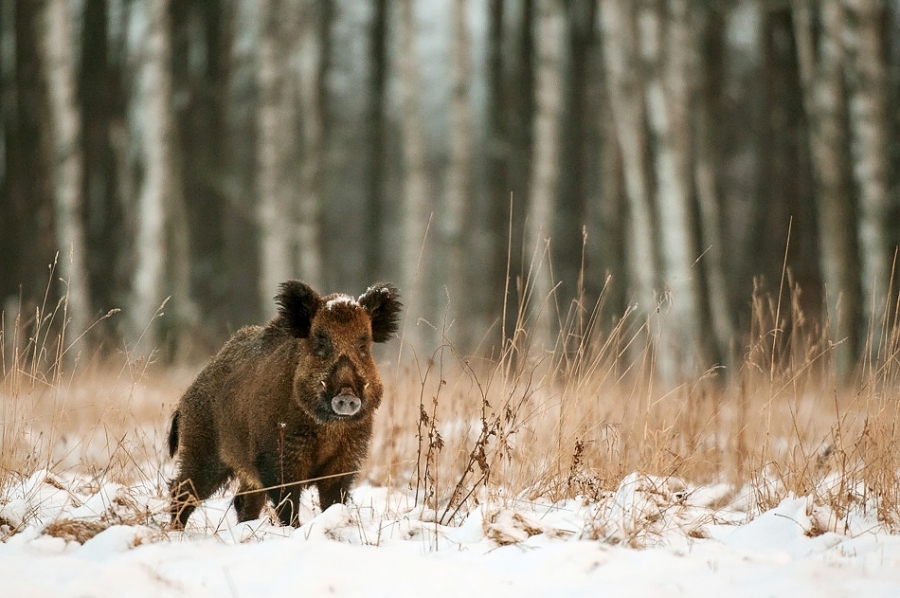 Wild boar ​​​​​​​​​​​​​​Bialowieza, Poland
