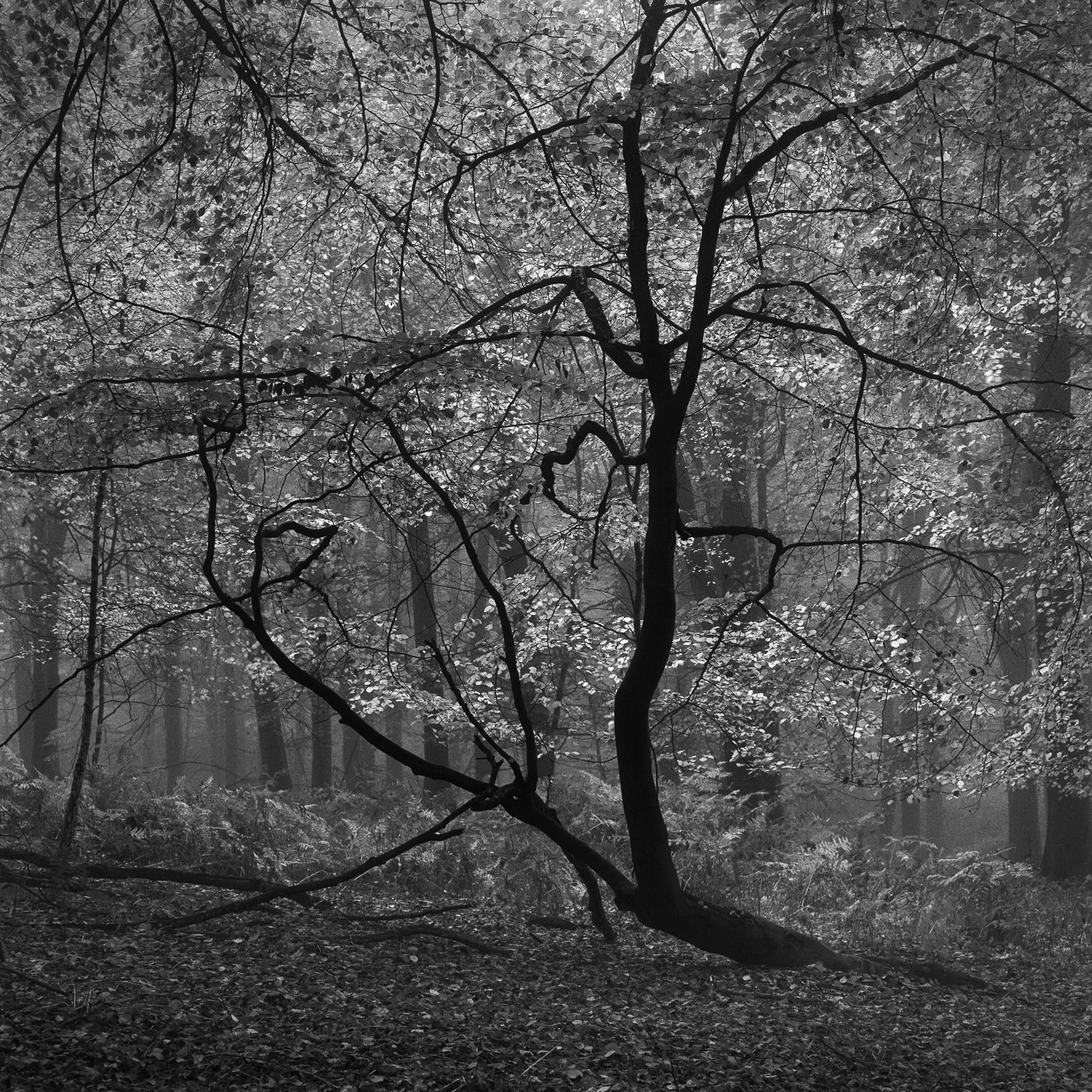 Leaning tree