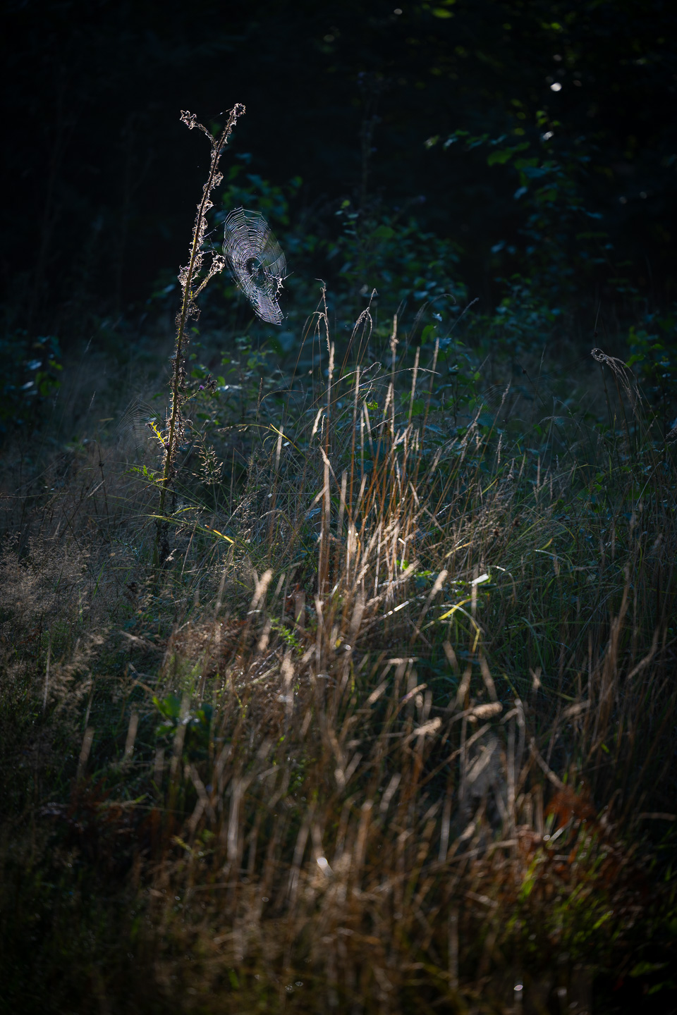 Dew covered spider's web and grasses backlit by the early morning sun.  