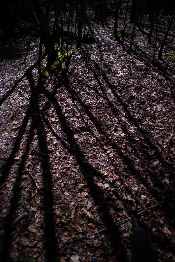 Full moon shadows in a Kent woodland at night Kent, England