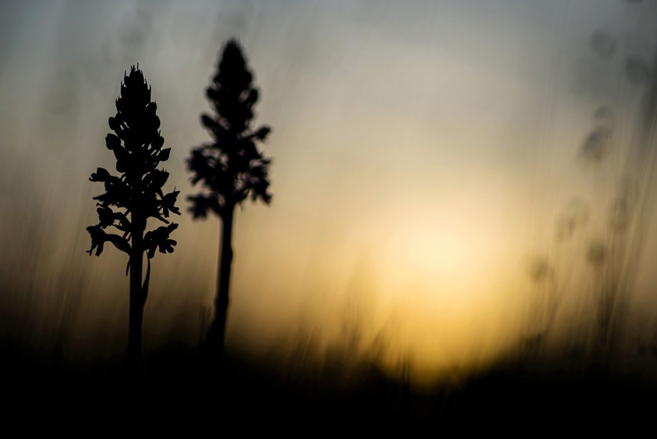 Fragrant orchids at sunset