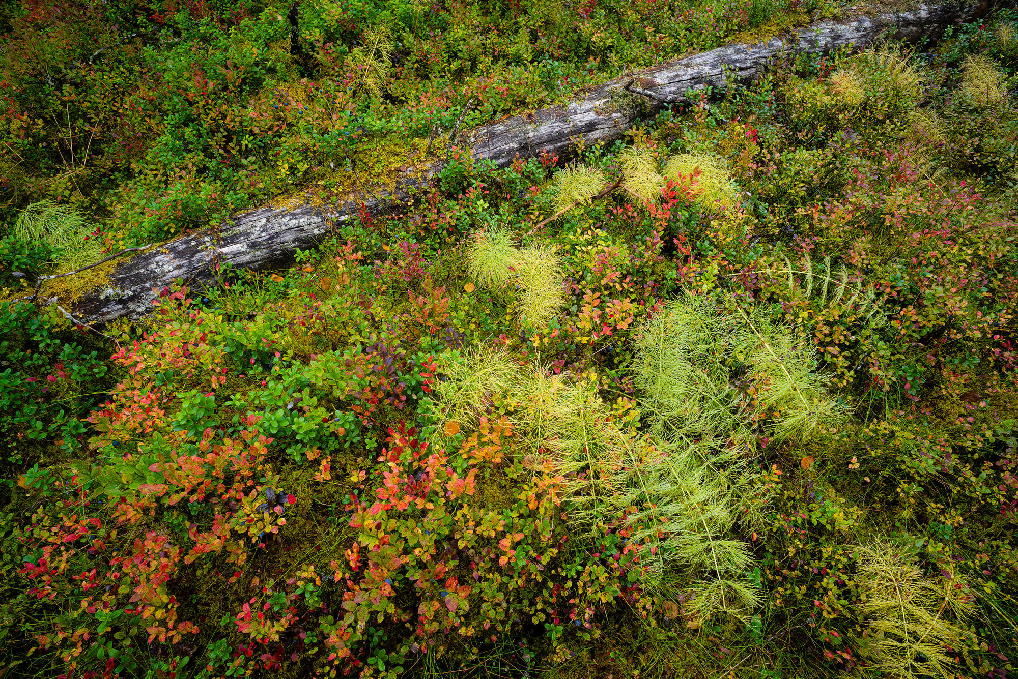 autumn forest floor