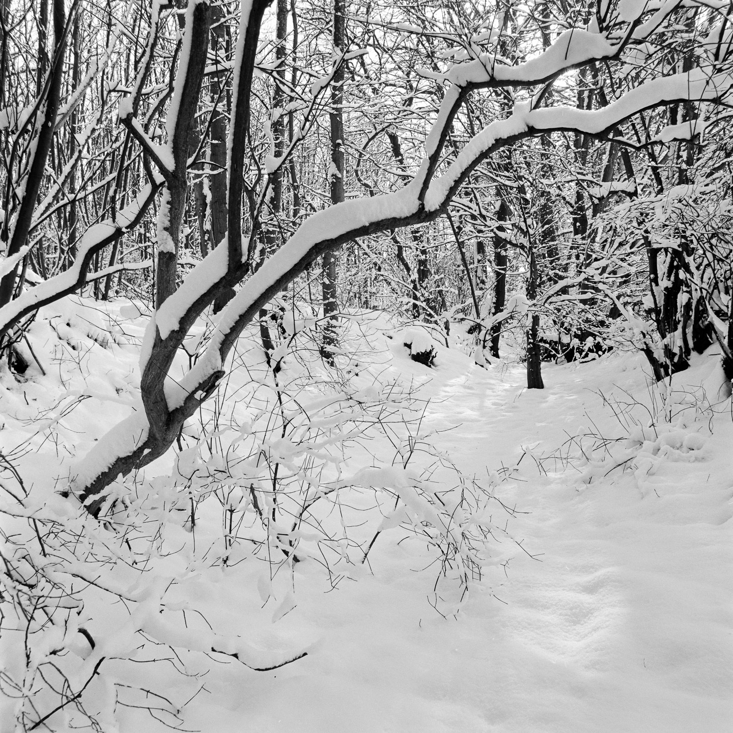 Dingle snow tree leaning from left