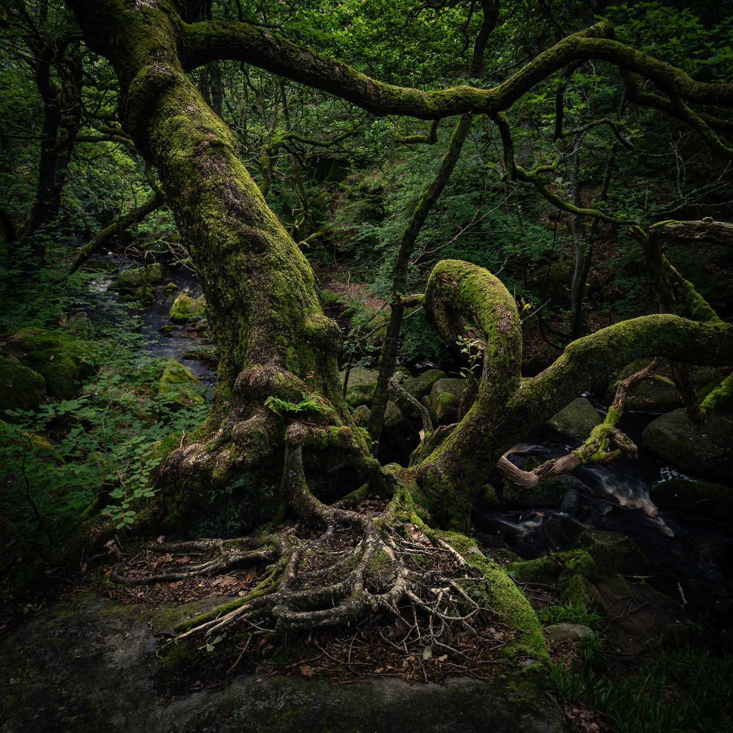 Padley tree