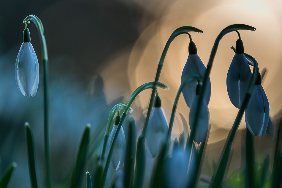 Snowdrops at dawn