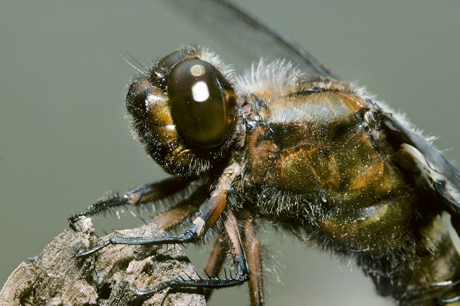 Close-up of common darter dragonfly