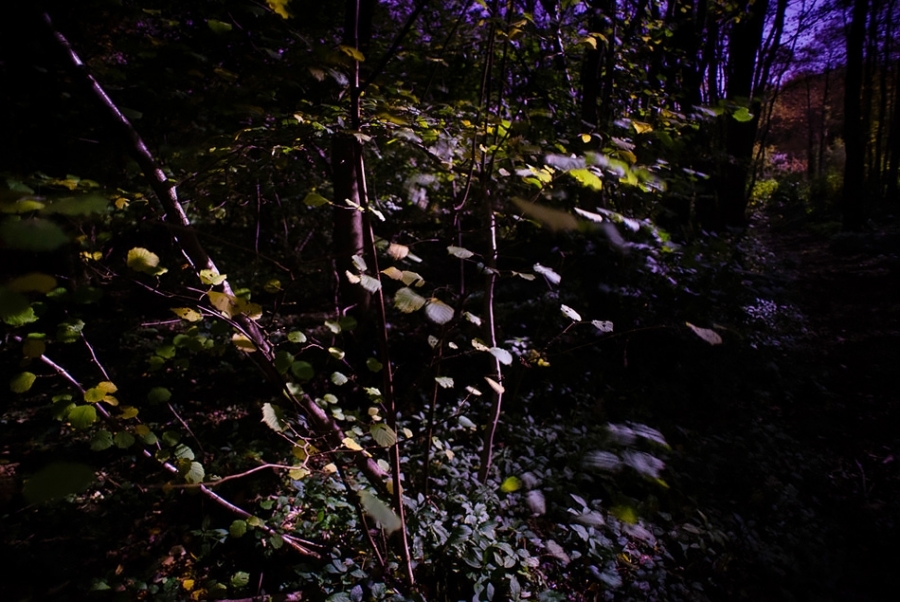Hazel tree in the moonlight ​​​​​​​Kent, England